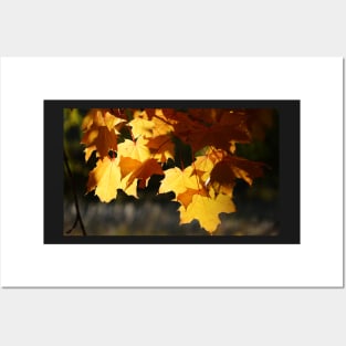 Golden Maple Leaves Posters and Art